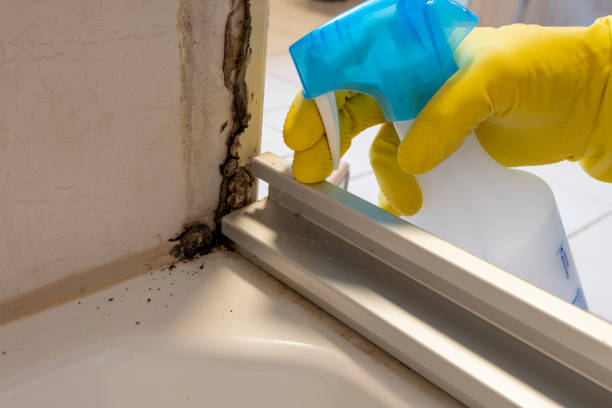 Best Certified Mold Removal  in Rockaway Beach, OR