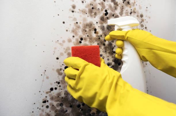 Best Mold Damage Repair  in Rockaway Beach, OR
