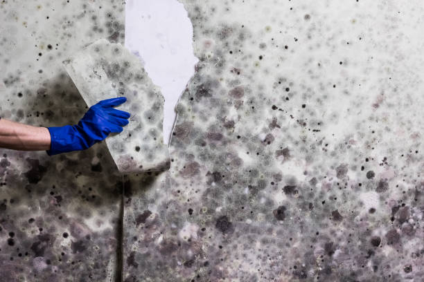 Best Certified Mold Removal  in Rockaway Beach, OR