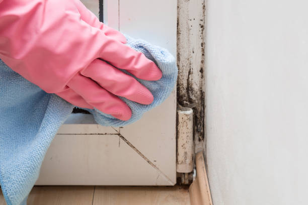 Best Local Mold Removal Service  in Rockaway Beach, OR
