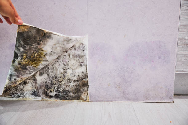 Best Attic Mold Removal  in Rockaway Beach, OR